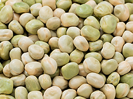 エンドウ豆